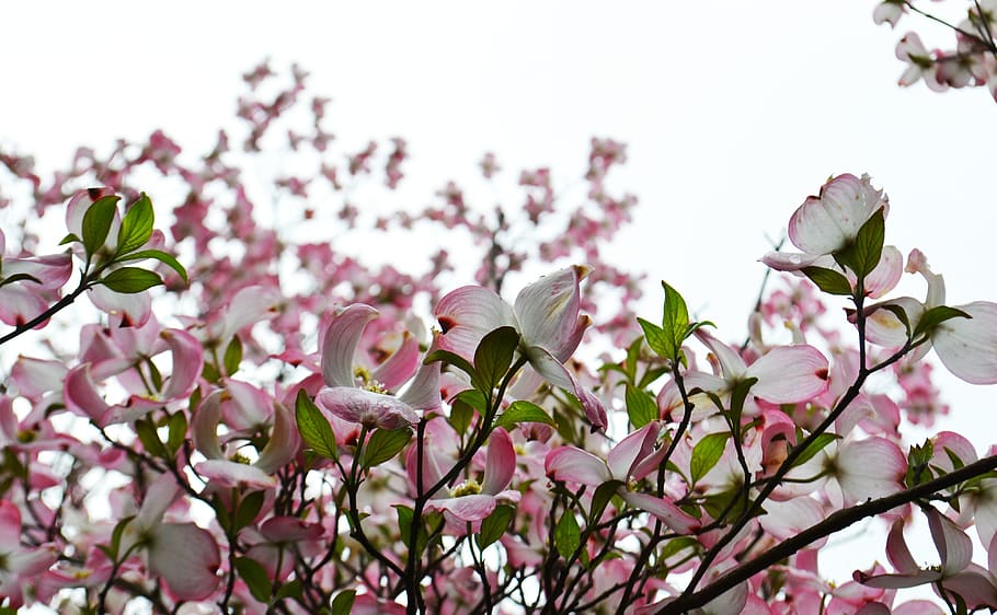 south africa, hogsback, flowers, sky, nature, leaves, plant HD wallpaper