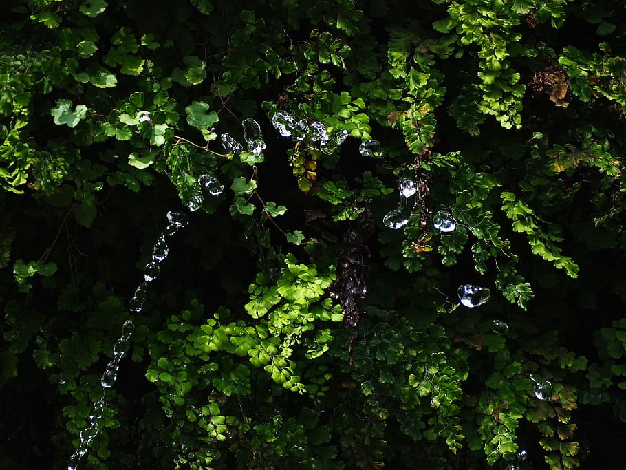 spain, girona, plant, growth, green color, no people, nature HD wallpaper