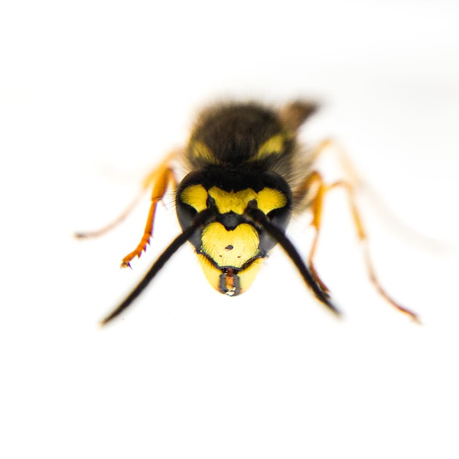animals, close up, german wasp, grey paper nest, insect, macro HD wallpaper