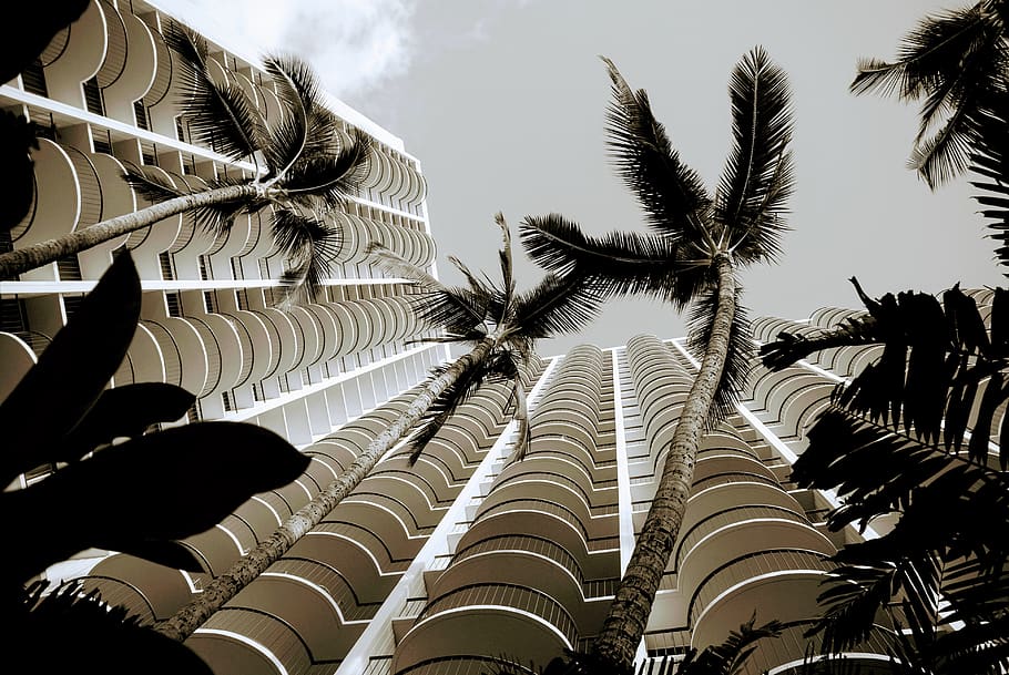 sky, palm tree, tropical climate, low angle view, plant, no people HD wallpaper