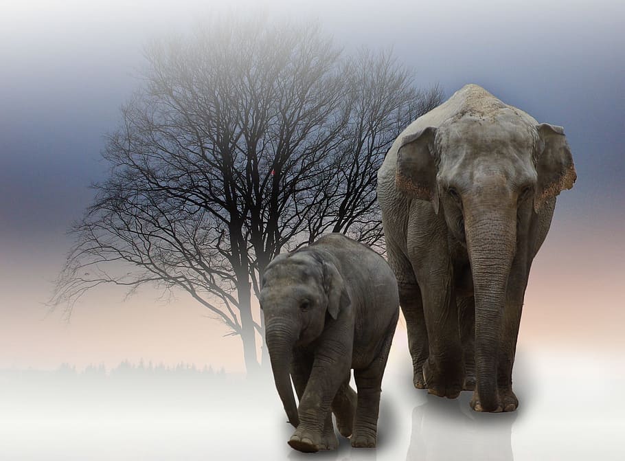 animal, wild, elephant, tall, animal themes, mammal, animal wildlife HD wallpaper