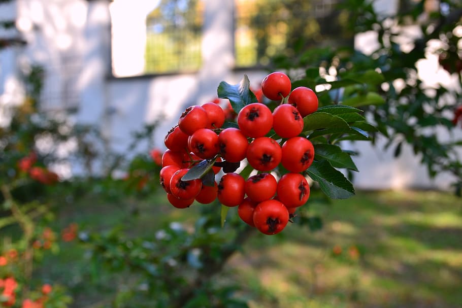 autumn, bush, garden, red, nature, fruiting, berries, food HD wallpaper