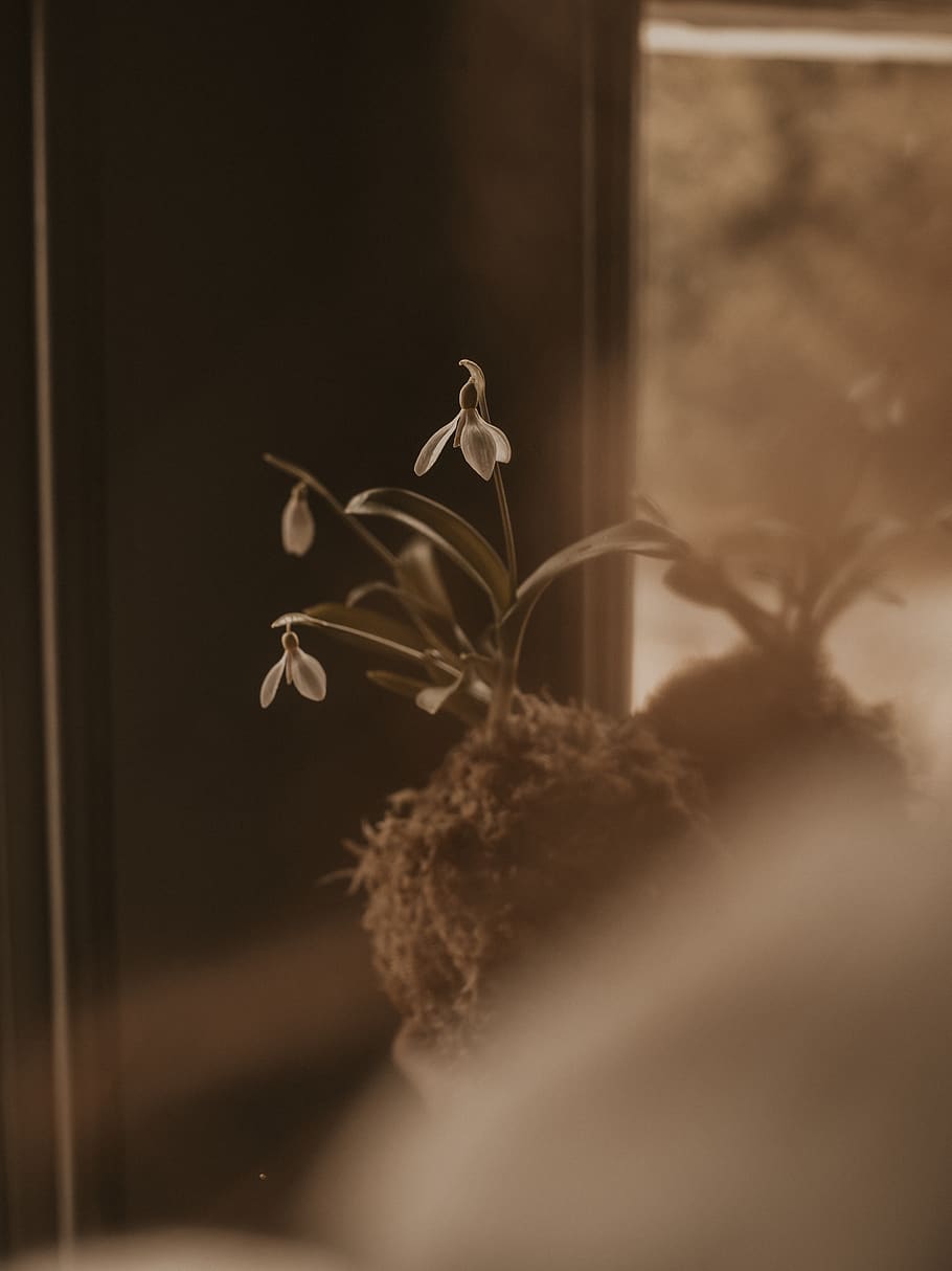 indoor plant, bloom, blooming, blossom, blur, blurred background HD wallpaper