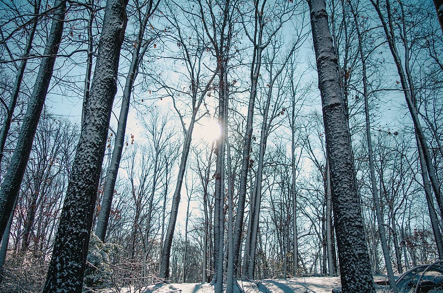 trees, snow, winter, forest, outdoor, sun, sunlight, plant HD wallpaper