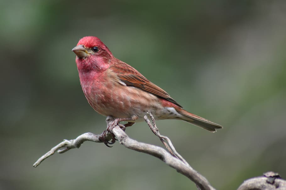 animal themes, bird, one animal, perching, animal wildlife HD wallpaper