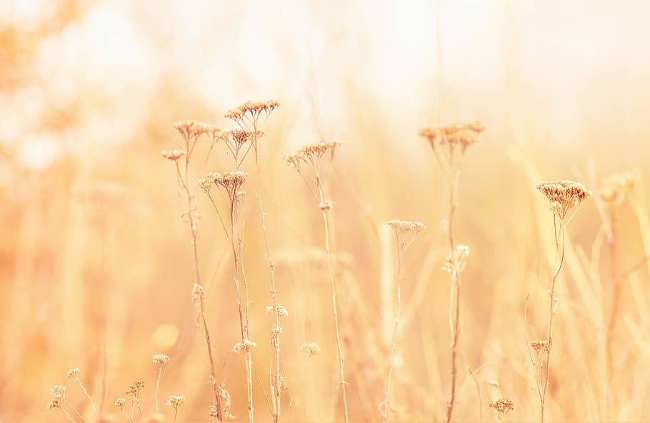 Pink Flowers in Closeup Photo, blur, bright, close-up, colors HD wallpaper