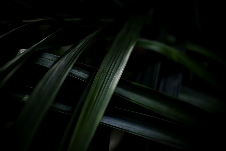 greenery, tower hill botanic garden, united states, boylston