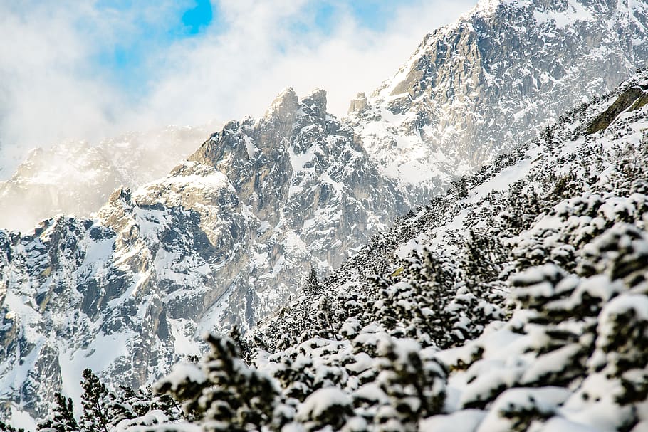 trees covered by snow, high, winter, mountain, tatra mountain HD wallpaper