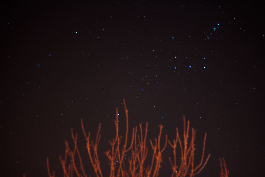 brown bare trees over blue stars at night, sky, star - space HD wallpaper