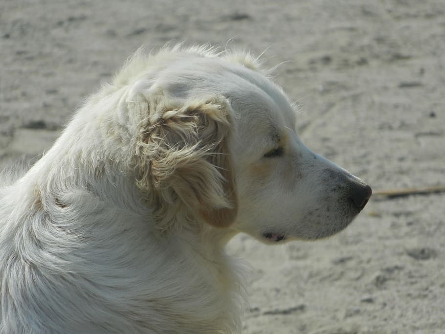 white, dog, beach, pet, animal, portrait, one animal, canine HD wallpaper