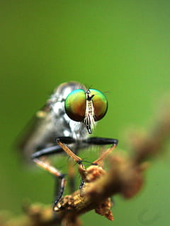 fly, insect, robber fly, nature, bug, eyes, portrait, inflorescence HD wallpaper