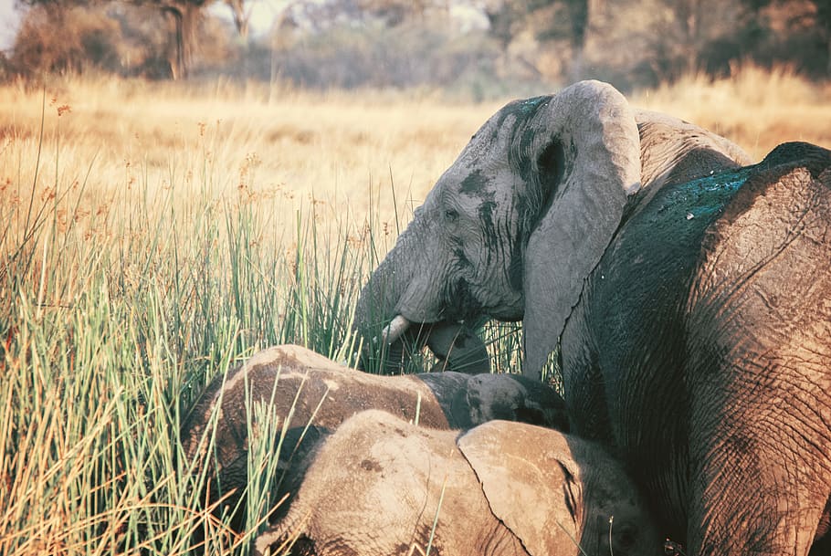 grey elephant with cub, animal, wildlife, mammal, savanna, grass HD wallpaper