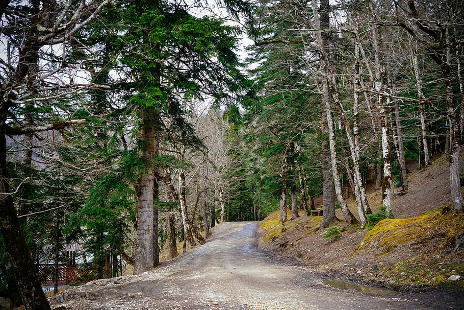 forest, road, mountains, forests, trees, landscape, nature HD wallpaper