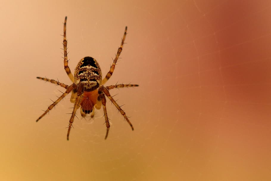 spider, araneus, close up, macro, garden spider, invertebrate, HD wallpaper
