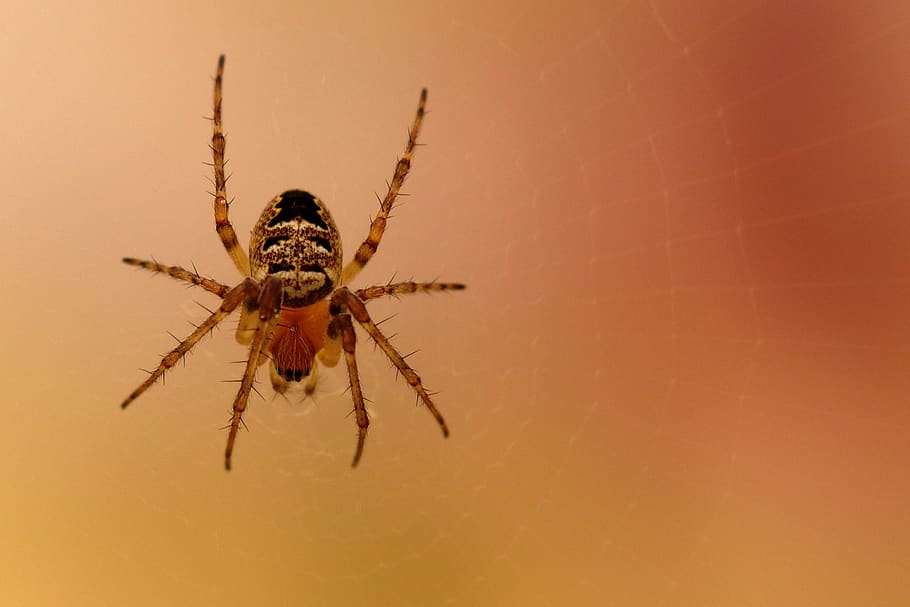 spider, araneus, close up, macro, garden spider, invertebrate HD wallpaper