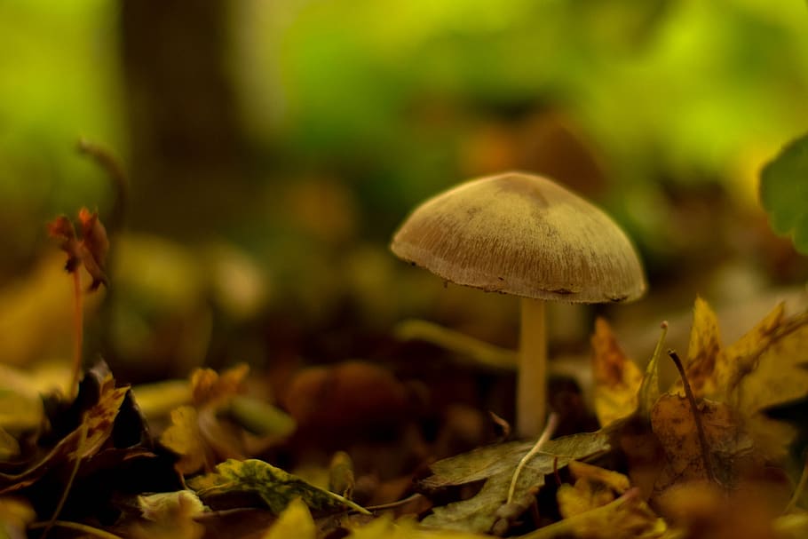mushroom, autumn, flocked, vegetable, fungus, food, growth HD wallpaper