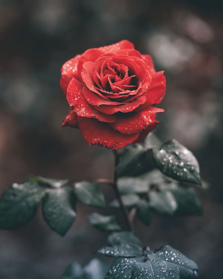 red, roses, flower, green, leaf, plant, water, wet, rain, drops HD wallpaper
