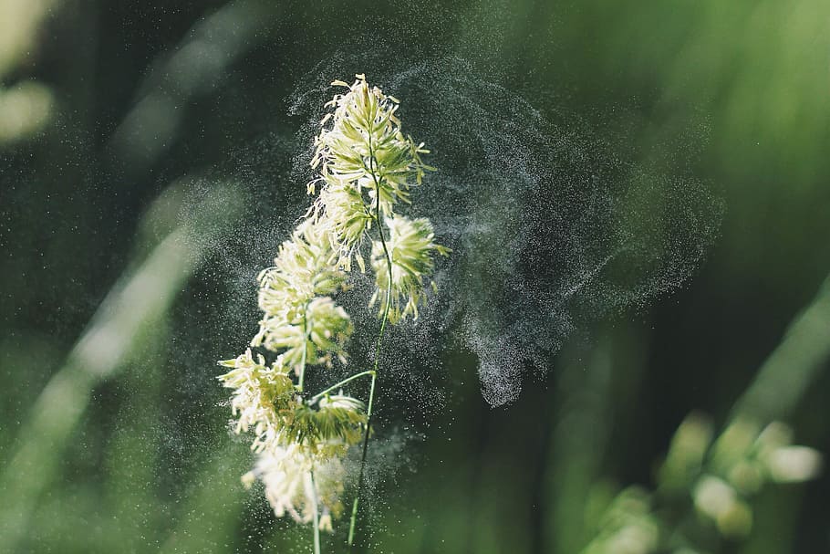 nature, grass, blossom, plant, mist, photography, sunlight HD wallpaper