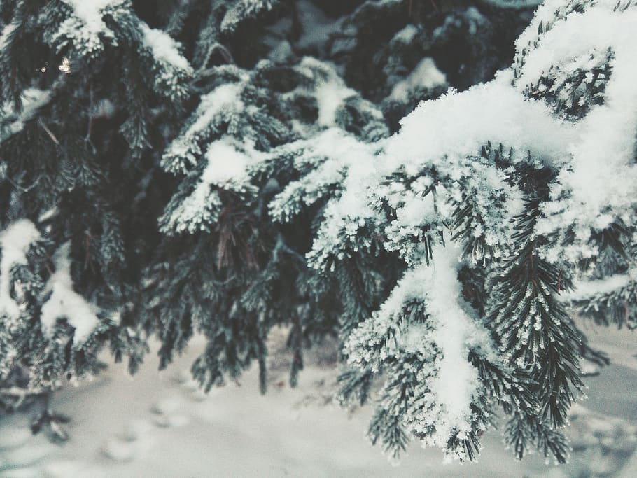 branch, snow, snowing, forest, winter, white, cold temperature HD wallpaper