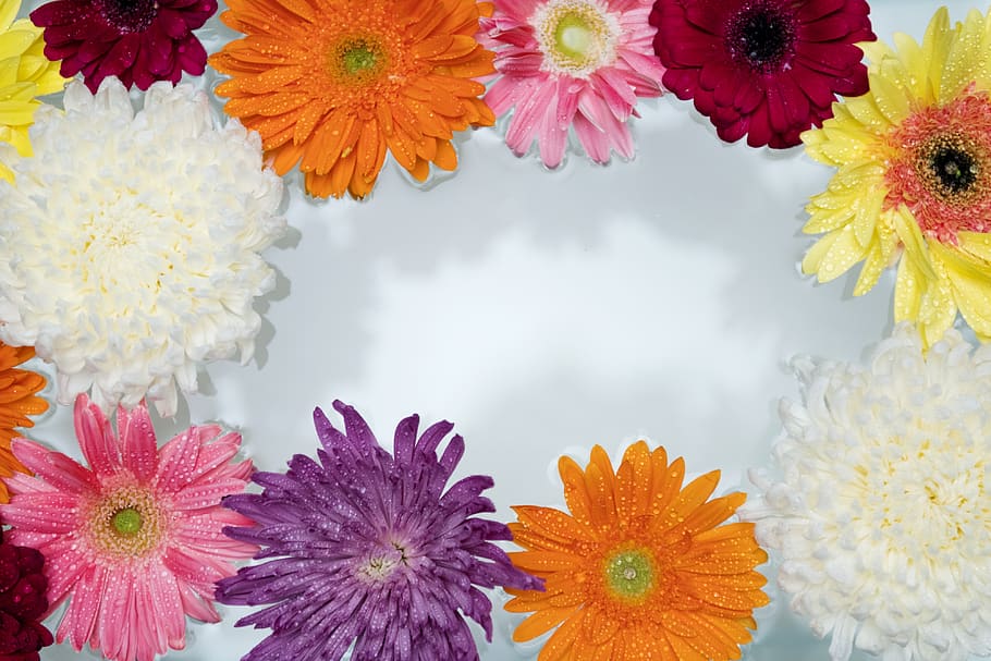 attractive, bloom, blossom, colorful, daisy, decoration, floral HD wallpaper