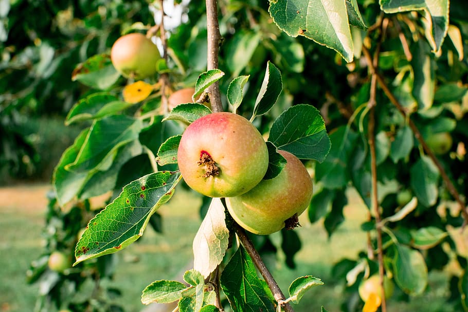 apple, tree, fruit, ripe, nature, fruit trees, kernobstgewaechs HD wallpaper