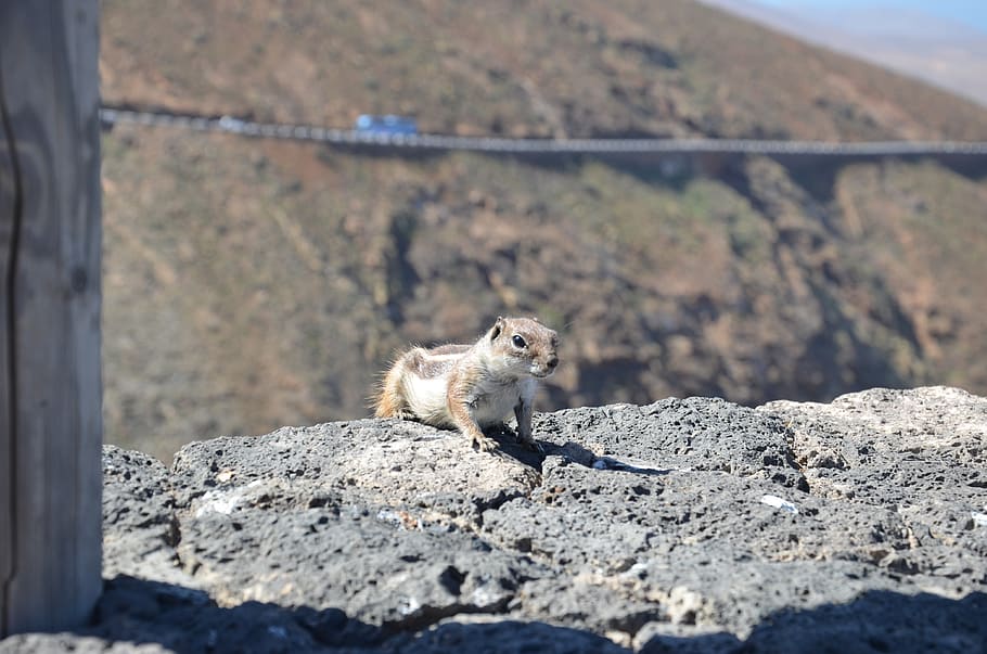 mountain, mountains, squirrel, animal, animals, mammal, one animal HD wallpaper