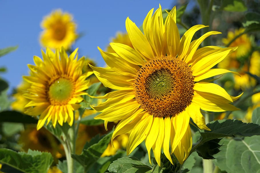 sunflower, bright, plant, close up, summer, nature, flora, sunflower field HD wallpaper
