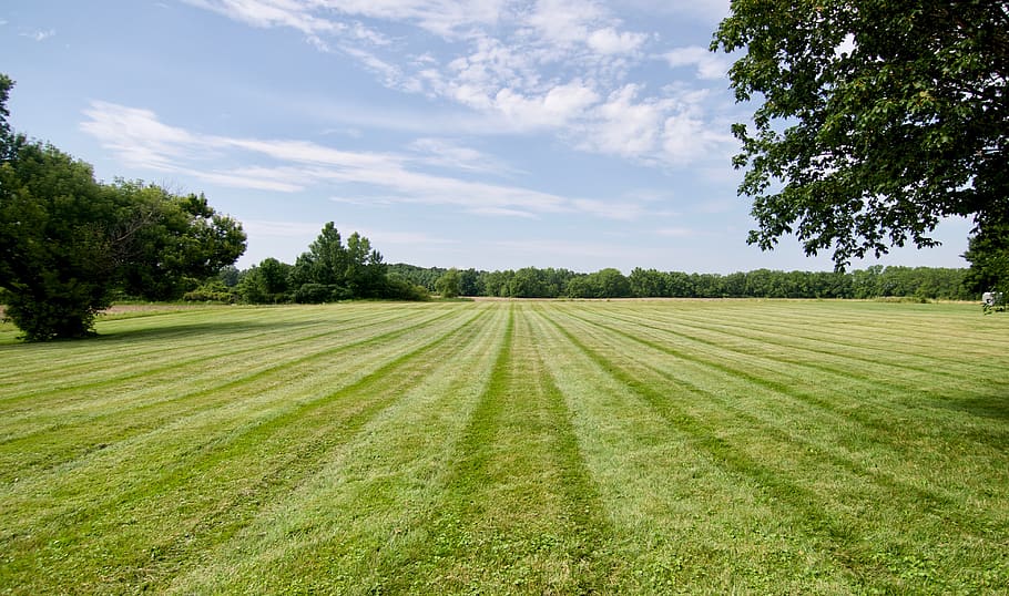 lines, fields, grass, plant, tree, growth, sky, green color HD wallpaper