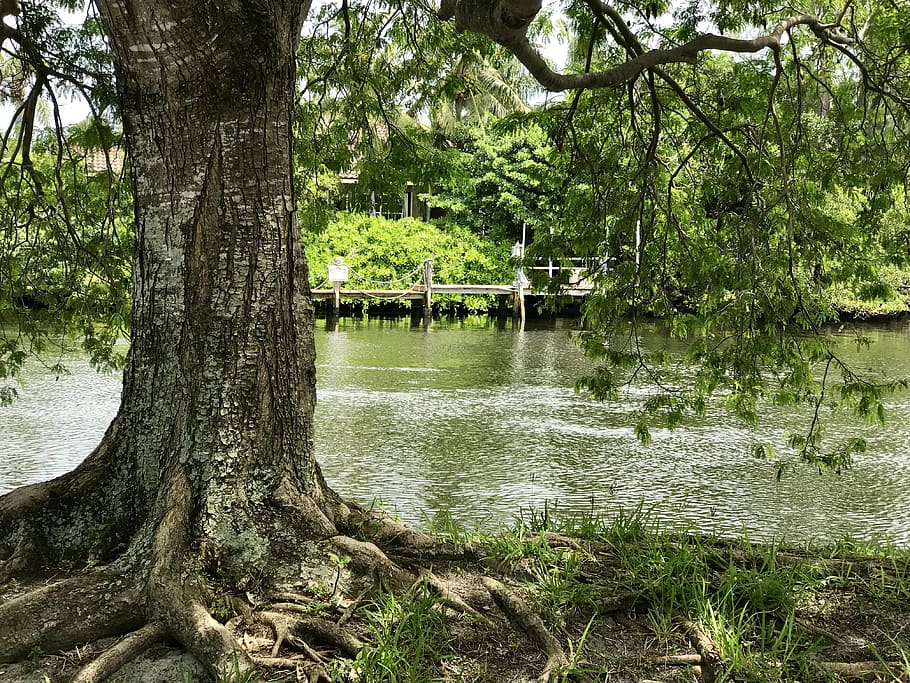 plant, nature, tree, outdoors, water, mya papaya on the river HD wallpaper