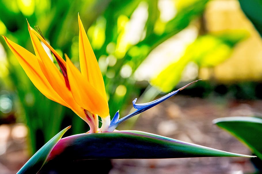 flower, plant, nature, garden, summer, botany, botanical, yellow HD wallpaper