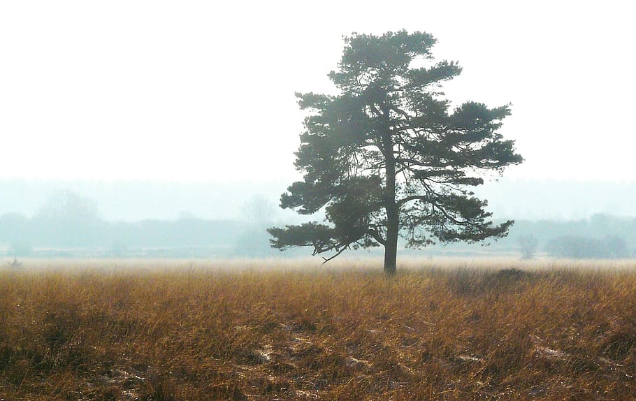 tree, land, nature, wood, green, plant, fog, tranquility, environment HD wallpaper