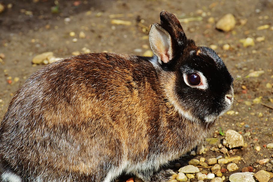 rabbit, nager, cute, hare, animal, pet, long eared, fur, dwarf rabbit HD wallpaper
