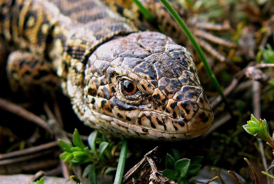 nature, reptiles, animals, one animal, animal themes, animal wildlife, HD wallpaper