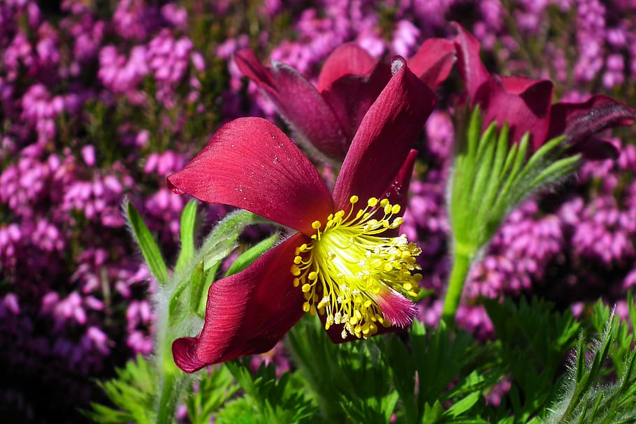 sasanka, flower, red, spring, garden, macro, hairy, nature HD wallpaper