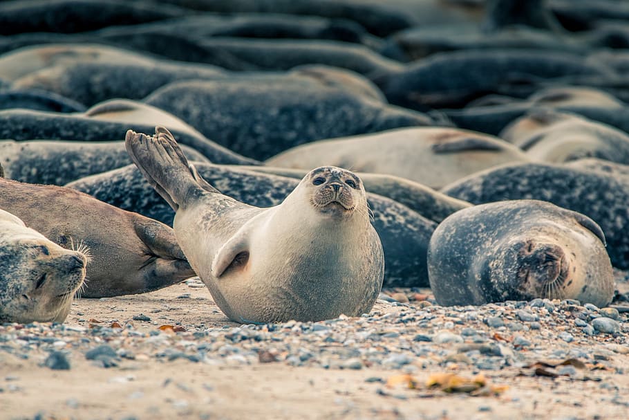 robbe, crawl, group, ocean, sea, nature, beach, seal, north sea HD wallpaper