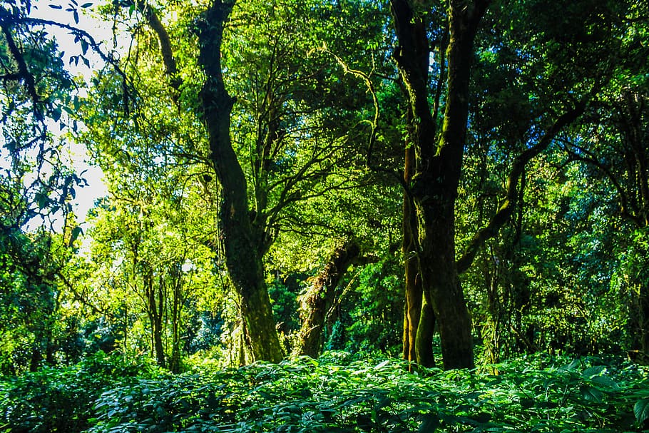 Rain Forest, branches, daytime, environment, green, growth, jungle HD wallpaper