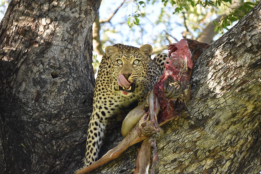 Leopard Wallpaper 4K, Closeup, Zoo, Wild animal, Face