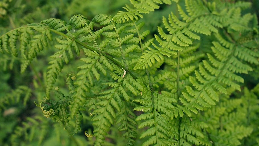 green, leaves, trees, plants, nature, outdoors, green color HD wallpaper