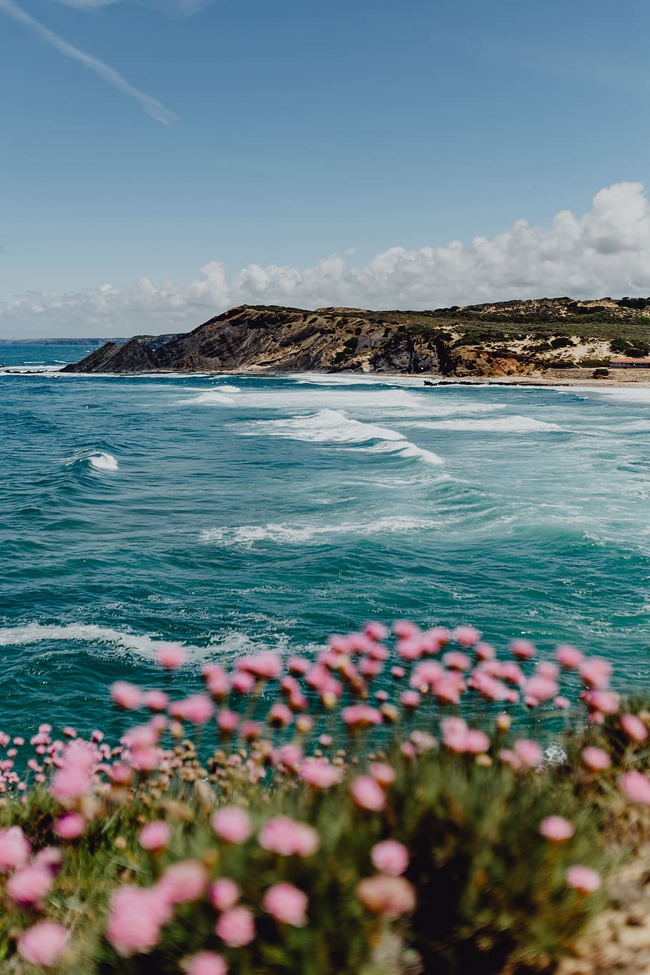 Cluster of Pink Flowers Growing at the Ocean's Edge, Portugal HD wallpaper