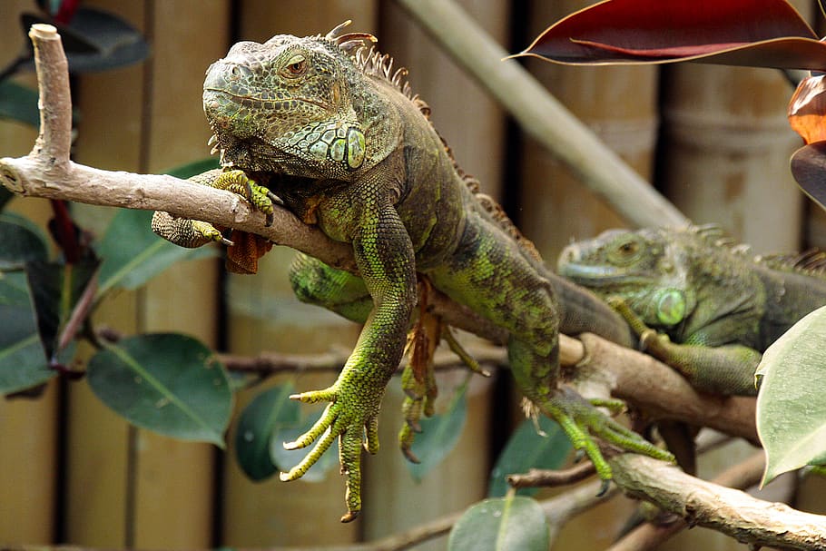 germany, berlin, zoo, lizard, reptile, squamata, change-warm animals HD wallpaper