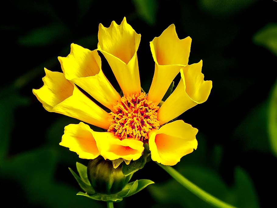 Yellow Flower in Macro Lens Photography, bloom, blossom, flora HD wallpaper