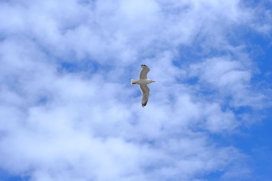 gull, bird, flying, wing, nature, sky, water, dom, sea, animal world HD wallpaper