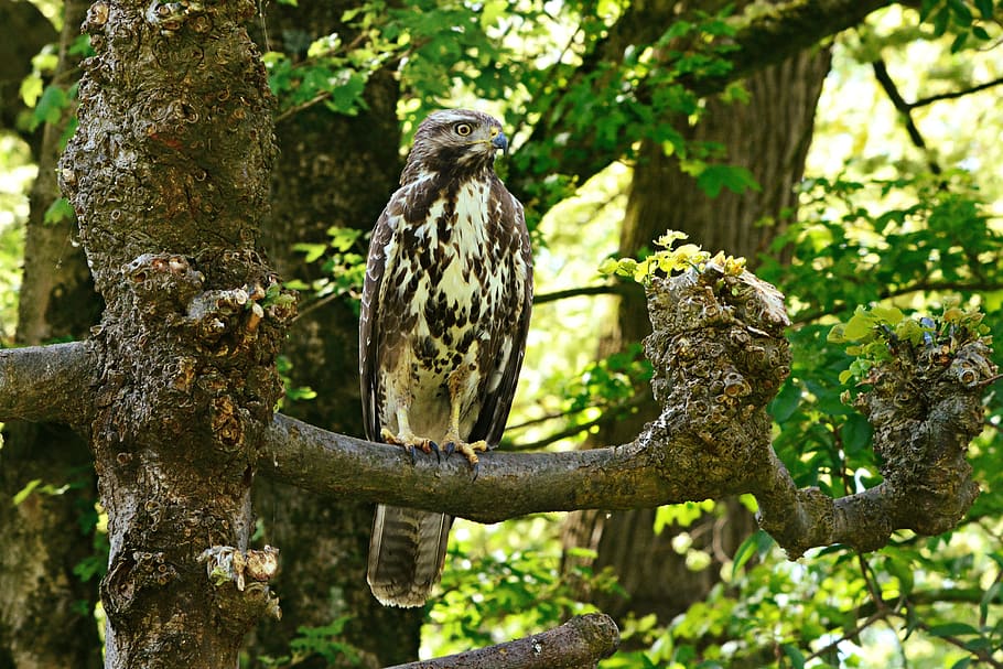 common buzzard, bird, predator, feather, plumage, beak, perched HD wallpaper