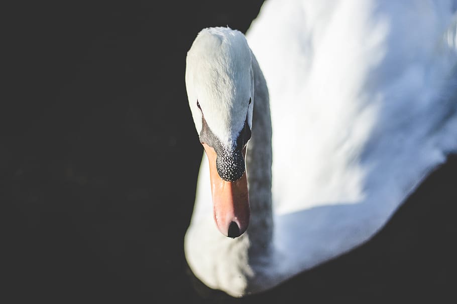 white swan portrait, bird, animal, animal themes, animal wildlife HD wallpaper