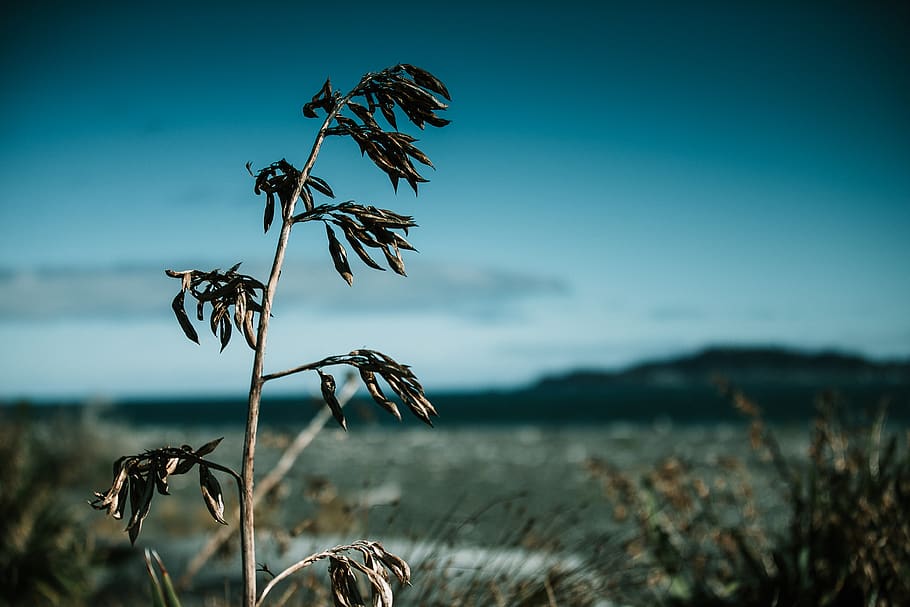 green plant, sky, land, nature, no people, beauty in nature, growth HD wallpaper