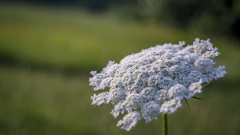 flower, macro, white, plant, vulnerability, nature, fragility HD wallpaper