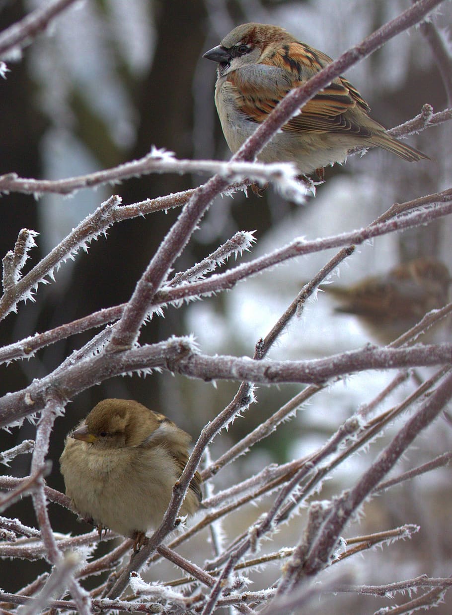 sparrow, birds, cold, winter, animal themes, animal wildlife HD wallpaper