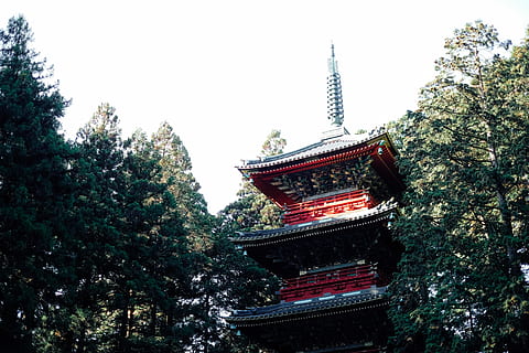 japan, nikko, tree, architecture, belief, religion, plant, built structure HD wallpaper
