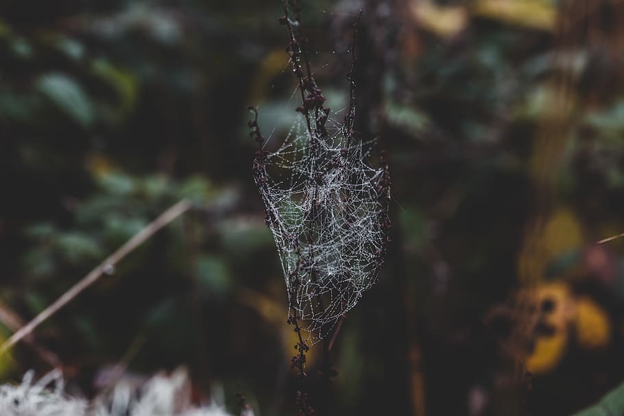spider webs, animal, arachnid, garden spider, insect, invertebrate HD wallpaper