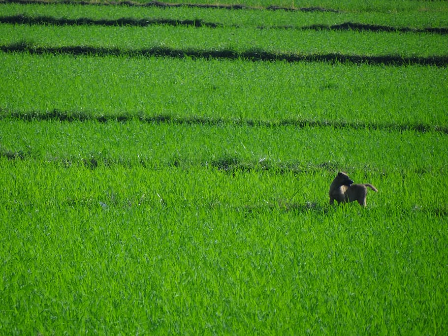 dog, landscape, nature, green color, plant, animal, field, one animal HD wallpaper